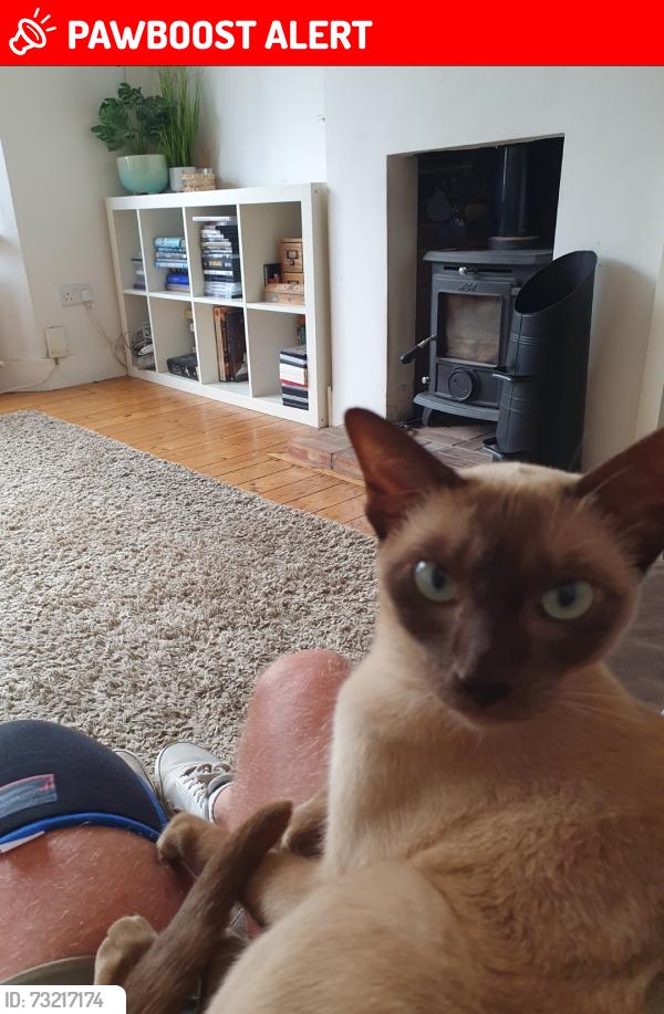 Lost Female Cat last seen High street ,Reginald road and chester road, Greater London, England HA6 1ED