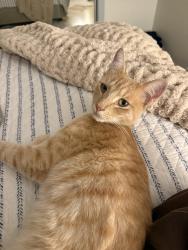 Found/Stray Male Cat last seen Stonebrook street, Simi Valley, CA 93065