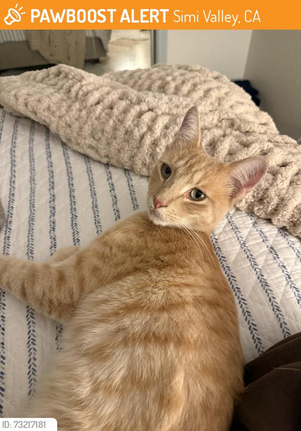 Found/Stray Male Cat last seen Stonebrook street, Simi Valley, CA 93065