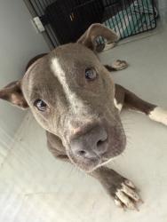 Shelter Stray Female Dog last seen Near THORNTON DR, Atlanta, GA, 1251 Fulton Industrial Blvd NW, Atlanta, GA 30336, USA