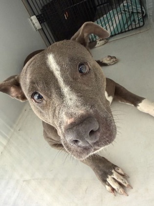 Shelter Stray Female Dog last seen Near THORNTON DR, Atlanta, GA, 1251 Fulton Industrial Blvd NW, Atlanta, GA 30336, USA