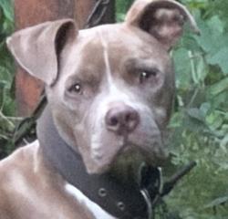 Shelter Stray Male Dog last seen Near Fern Ave, Atlanta, GA, 1251 Fulton Industrial Blvd NW, Atlanta, GA 30336, USA