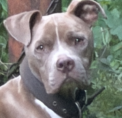 Shelter Stray Male Dog last seen Near Fern Ave, Atlanta, GA, 1251 Fulton Industrial Blvd NW, Atlanta, GA 30336, USA