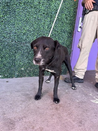 Shelter Stray Male Dog last seen Near S El Paso, CITY of El Paso, TX, 5001 Fred Wilson Ave, El Paso, TX 79906, USA