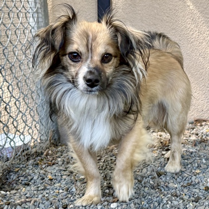 Shelter Stray Male Dog last seen 72nd san leandro, Oakland, CA, 1101 29th Ave, Oakland, CA 94601, USA