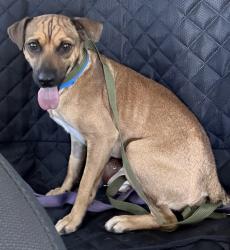 Lost Male Dog last seen Pico Ave, Nuevo, CA 92567