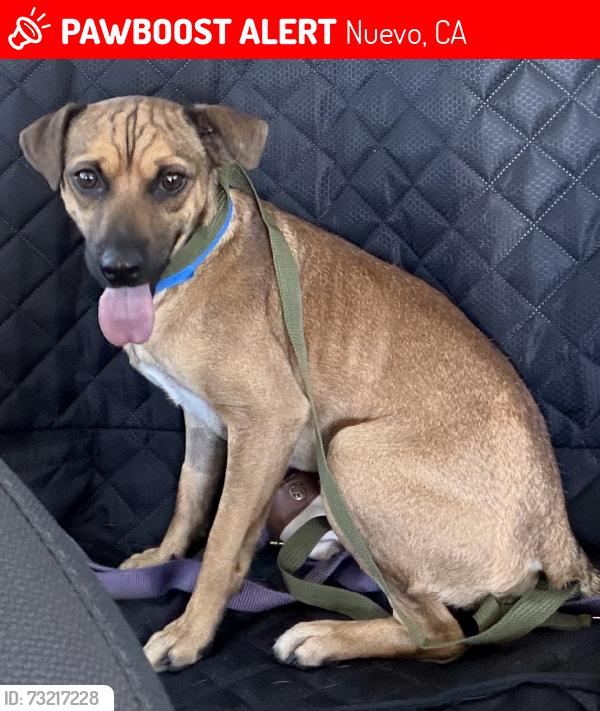 Lost Male Dog last seen Pico Ave, Nuevo, CA 92567
