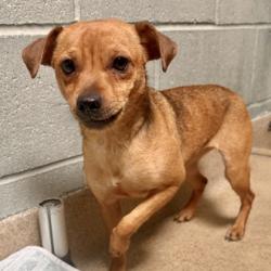 Shelter Stray Female Dog last seen , , CA, 1101 29th Ave, Oakland, CA 94601, USA
