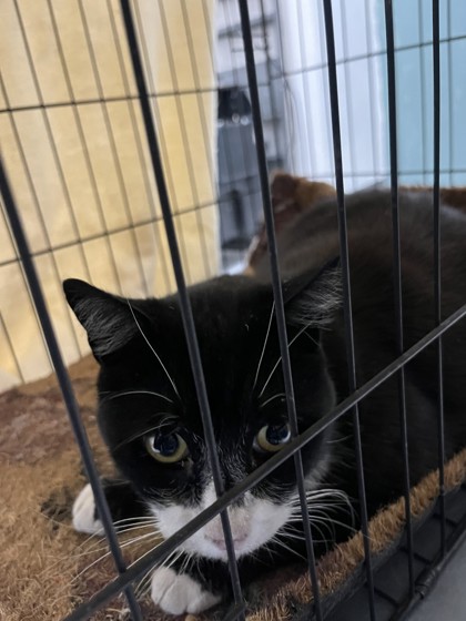 Shelter Stray Male Cat last seen 107th, Oakland, CA, 1101 29th Ave, Oakland, CA 94601, USA