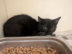Shelter Stray Female Cat last seen Near Flat Shoals Pkwy, Decatur 30034, 30034, GA, 3280 Chamblee Dunwoody Rd, Chamblee, GA 30341, USA