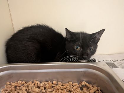 Shelter Stray Female Cat last seen Near Flat Shoals Pkwy, Decatur 30034, 30034, GA, 3280 Chamblee Dunwoody Rd, Chamblee, GA 30341, USA
