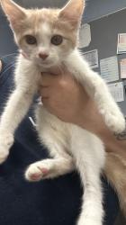 Shelter Stray Female Cat last seen Near Flat Shoals Road, Decatur 30034, 30034, GA, 3280 Chamblee Dunwoody Rd, Chamblee, GA 30341, USA