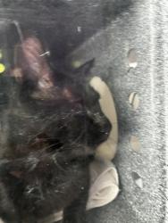 Shelter Stray Female Cat last seen Near W Nautilus Drive, Kearns Township, UT, 84118, 511 W 3900 S, Salt Lake City, UT 84123, USA