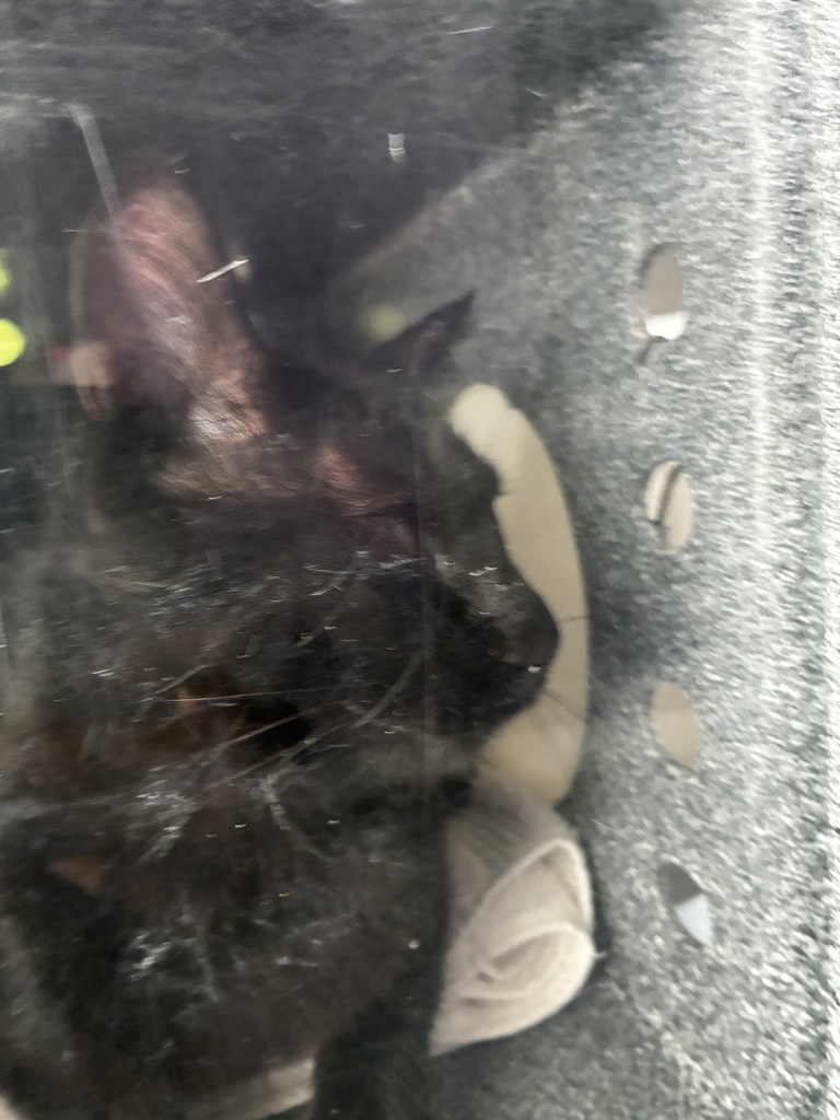 Shelter Stray Female Cat last seen Near W Nautilus Drive, Kearns Township, UT, 84118, 511 W 3900 S, Salt Lake City, UT 84123, USA