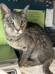 Shelter Stray Female Cat last seen Near S Stagg Street, Kearns Township, UT, 84118, 511 W 3900 S, Salt Lake City, UT 84123, USA