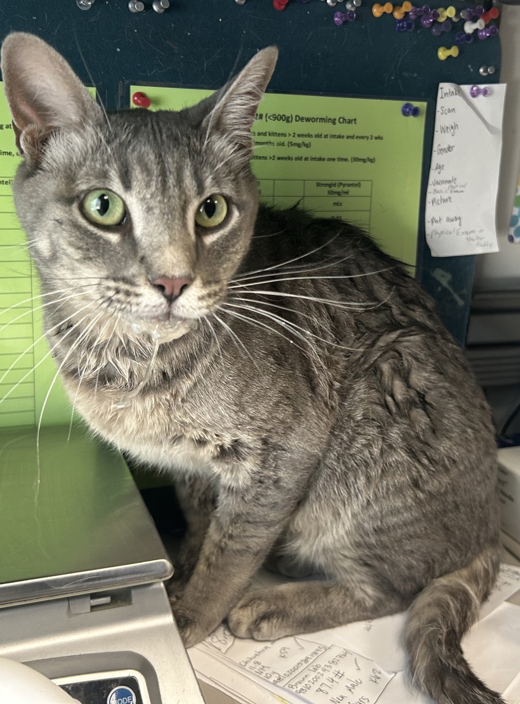 Shelter Stray Female Cat last seen Near S Stagg Street, Kearns Township, UT, 84118, 511 W 3900 S, Salt Lake City, UT 84123, USA