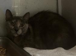 Shelter Stray Female Cat last seen Near S Stagg Street, Kearns Township, UT, 84118, 511 W 3900 S, Salt Lake City, UT 84123, USA