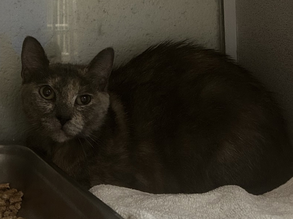 Shelter Stray Female Cat last seen Near S Stagg Street, Kearns Township, UT, 84118, 511 W 3900 S, Salt Lake City, UT 84123, USA