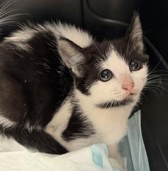 Shelter Stray Female Cat last seen Near Epsilons Street, San Diego, CA, 92113, 5500 Gaines St, San Diego, CA 92110, USA