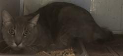 Shelter Stray Male Cat last seen Near S Stagg Street, Kearns Township, UT, 84118, 511 W 3900 S, Salt Lake City, UT 84123, USA