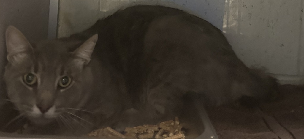 Shelter Stray Male Cat last seen Near S Stagg Street, Kearns Township, UT, 84118, 511 W 3900 S, Salt Lake City, UT 84123, USA