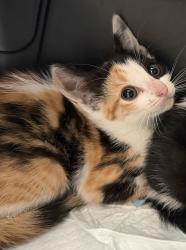 Shelter Stray Female Cat last seen Near Epsilons Street, San Diego, CA, 92113, 5500 Gaines St, San Diego, CA 92110, USA