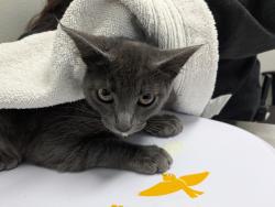 Shelter Stray Female Cat last seen 92110, San Diego, CA, 92110, 5500 Gaines St, San Diego, CA 92110, USA