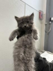 Shelter Stray Female Cat last seen Jewell St., San Diego, CA, 92113, 5500 Gaines St, San Diego, CA 92110, USA