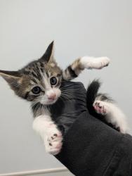 Shelter Stray Male Cat last seen Garland Drive, San Diego, CA, 92154, 5500 Gaines St, San Diego, CA 92110, USA