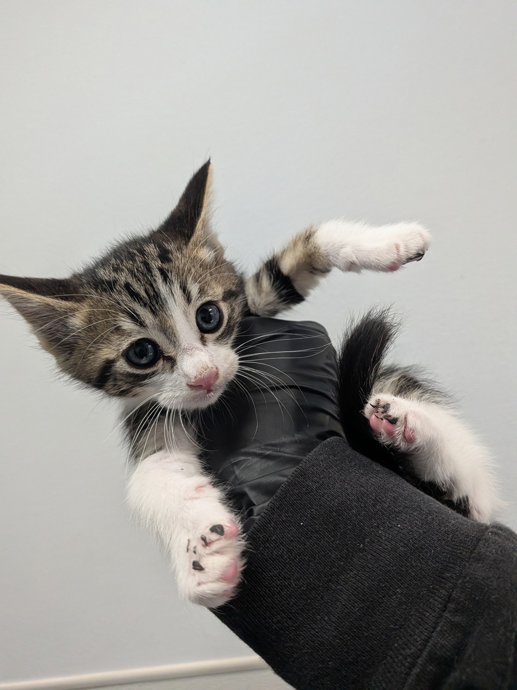 Shelter Stray Male Cat last seen Garland Drive, San Diego, CA, 92154, 5500 Gaines St, San Diego, CA 92110, USA