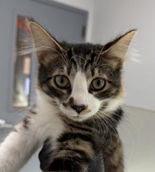 Shelter Stray Male Cat last seen Morena Boulevard, San Diego, CA, 92110, 5500 Gaines St, San Diego, CA 92110, USA