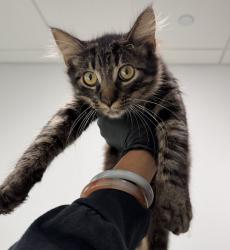 Shelter Stray Male Cat last seen Morena Boulevard, San Diego, CA, 92110, 5500 Gaines St, San Diego, CA 92110, USA