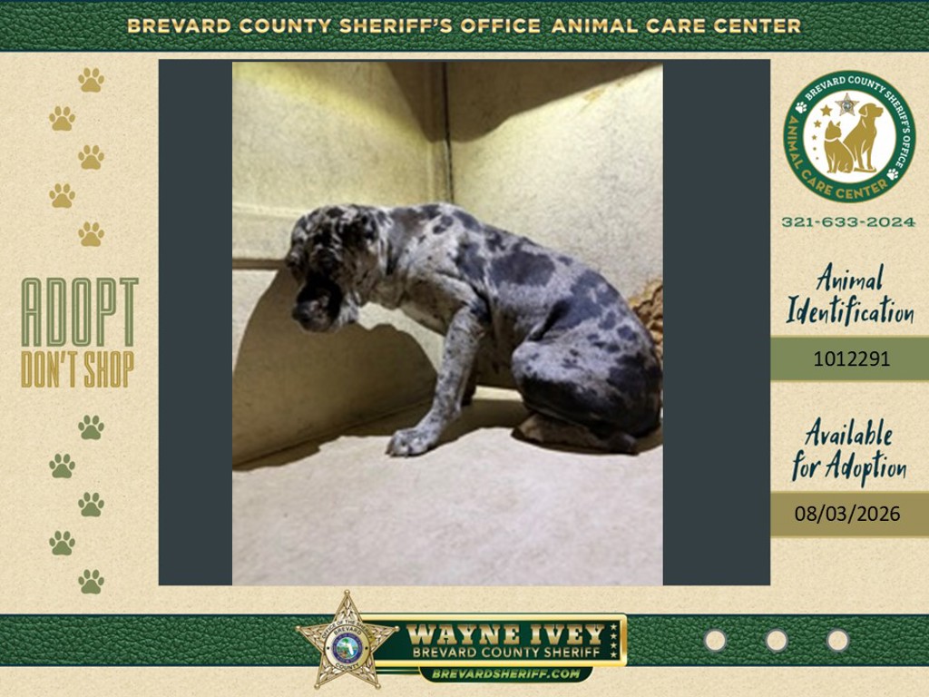 Shelter Stray Female Dog last seen FL, 5100 W Eau Gallie Blvd, Melbourne, FL 32934, USA