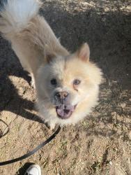Shelter Stray Female Dog last seen Near E Vista Way, Vista, CA, 92084, Oceanside, CA 92058, USA