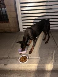 Found/Stray Male Dog last seen BERKSHIRE & Elsinore, Bakersfield, CA 93307