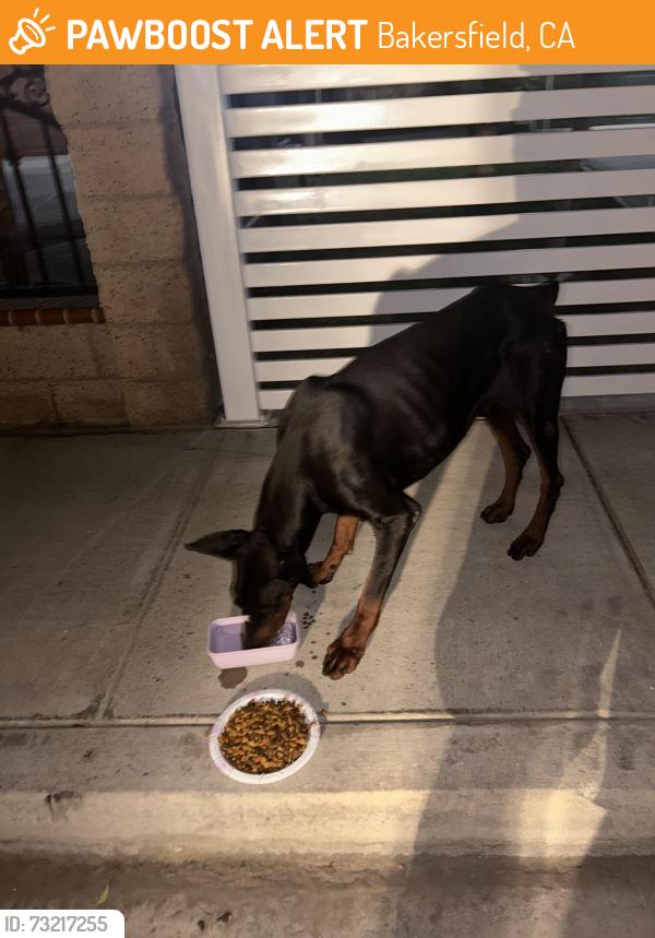 Found/Stray Male Dog last seen BERKSHIRE & Elsinore, Bakersfield, CA 93307