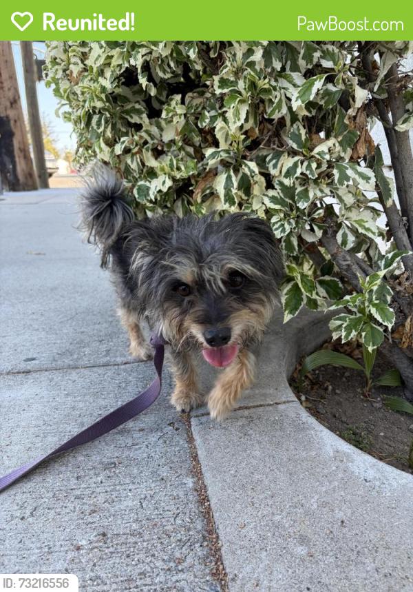Reunited Male Dog last seen Western Ave & 235th, Torrance, CA 90501