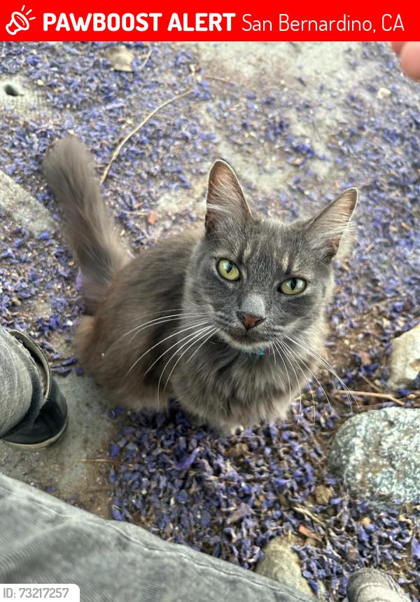 Lost Male Cat last seen Escaped through a window, San Bernardino, CA 92407