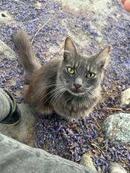 Lost Male Cat last seen Escaped through a window, San Bernardino, CA 92407
