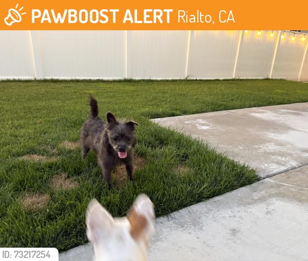 Found/Stray Female Dog last seen Left at dog park in River Ranch, Rialto, CA 92377
