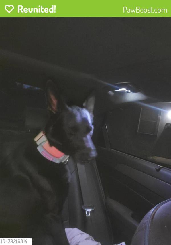 Reunited Female Dog last seen 46th and boston, Lubbock, TX 79413