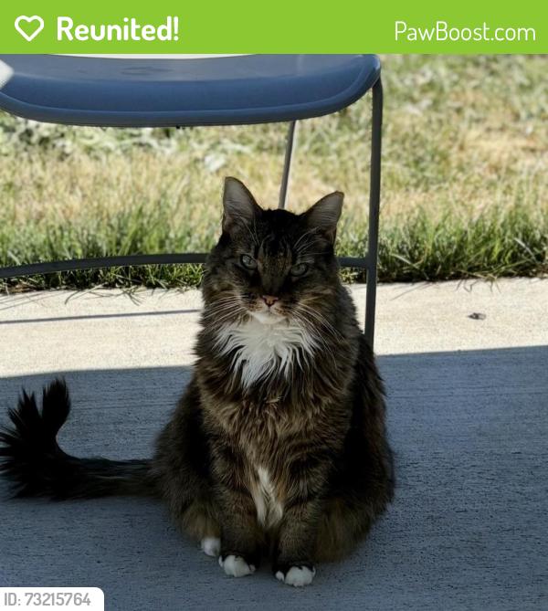 Reunited Female Cat last seen Victory, locust grove, Meridian, ID 83642