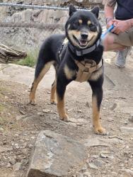 Lost Male Dog last seen Comanche Creek, Strasburg, CO 80136