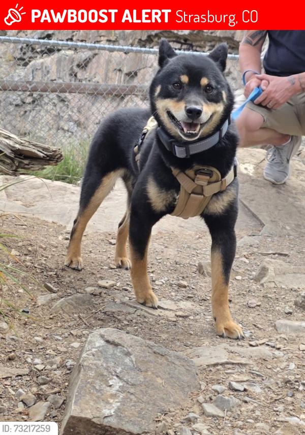 Lost Male Dog last seen Comanche Creek, Strasburg, CO 80136