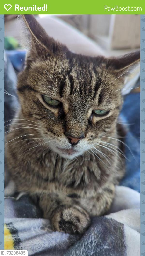 Reunited Male Cat last seen Whisper creek in arvada, Arvada, CO 80005