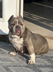 Lost Female Dog last seen Copperas cove Texas, Copperas Cove, TX 76522
