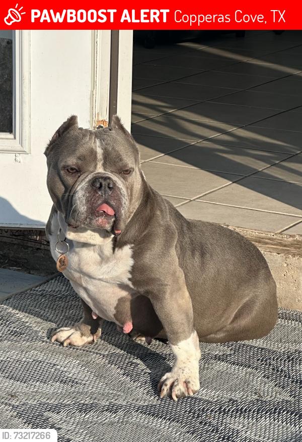 Lost Female Dog last seen Copperas cove Texas, Copperas Cove, TX 76522