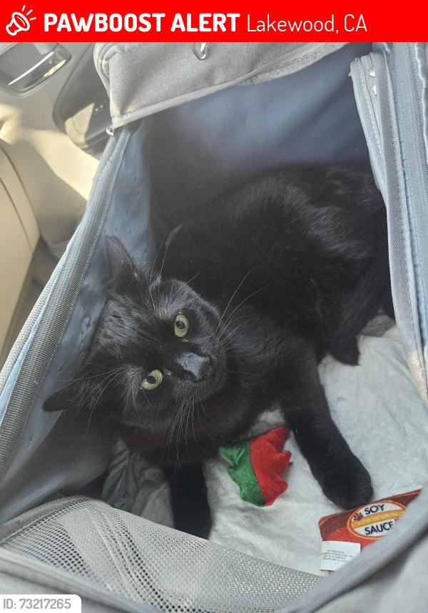 Lost Male Cat last seen Lakewood Center Mall, near JC Penny's and Applebee's, Lakewood, CA 90712
