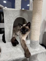 Lost Female Cat last seen Colma neighborhood, Colma, CA 94014