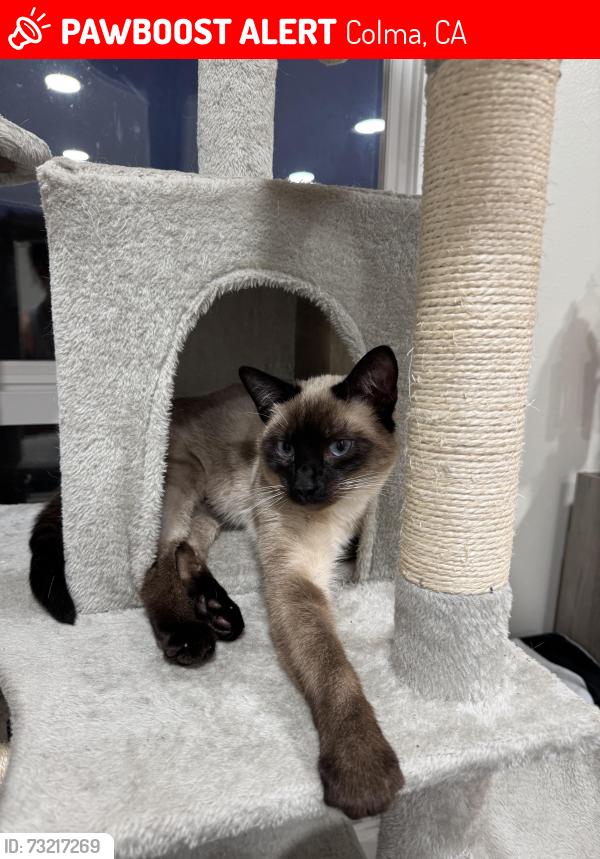 Lost Female Cat last seen Colma neighborhood, Colma, CA 94014